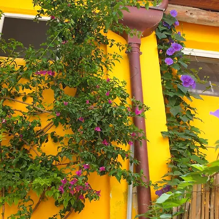 La Maison Jaune * Sète