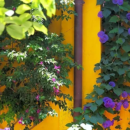 Bed & Breakfast La Maison Jaune